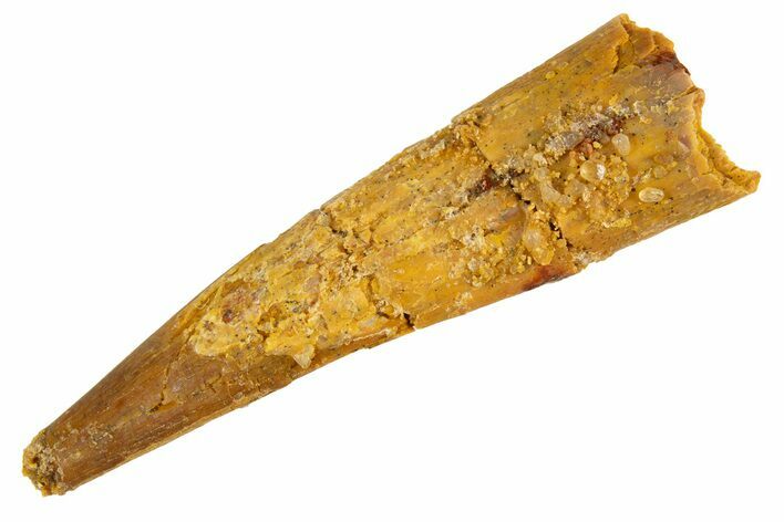 Fossil Pterosaur (Siroccopteryx) Tooth - Morocco #329006